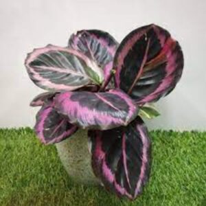 Calathea Roseopicta Plant