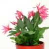 Christmas Cactus Plant