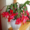 Christmas-Cactus-Plant 3