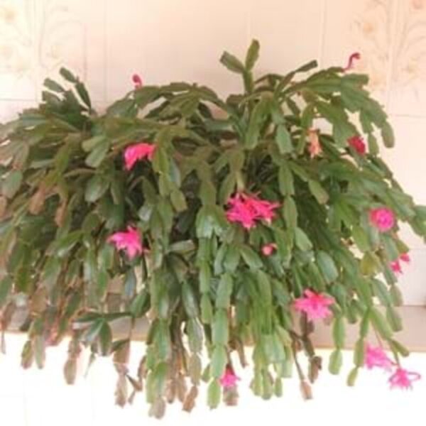 Christmas-Cactus-Plant 2