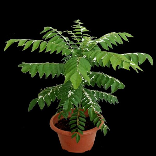 Curry Leaves Plant