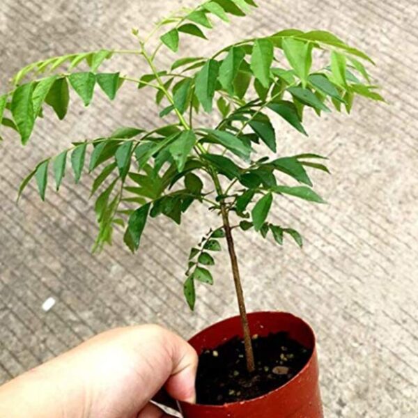 Curry-Leaves-Plant 3