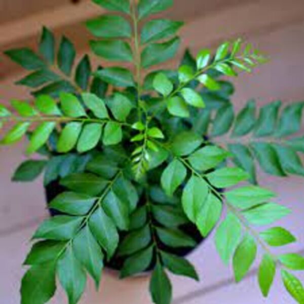 Curry-Leaves-Plant 2