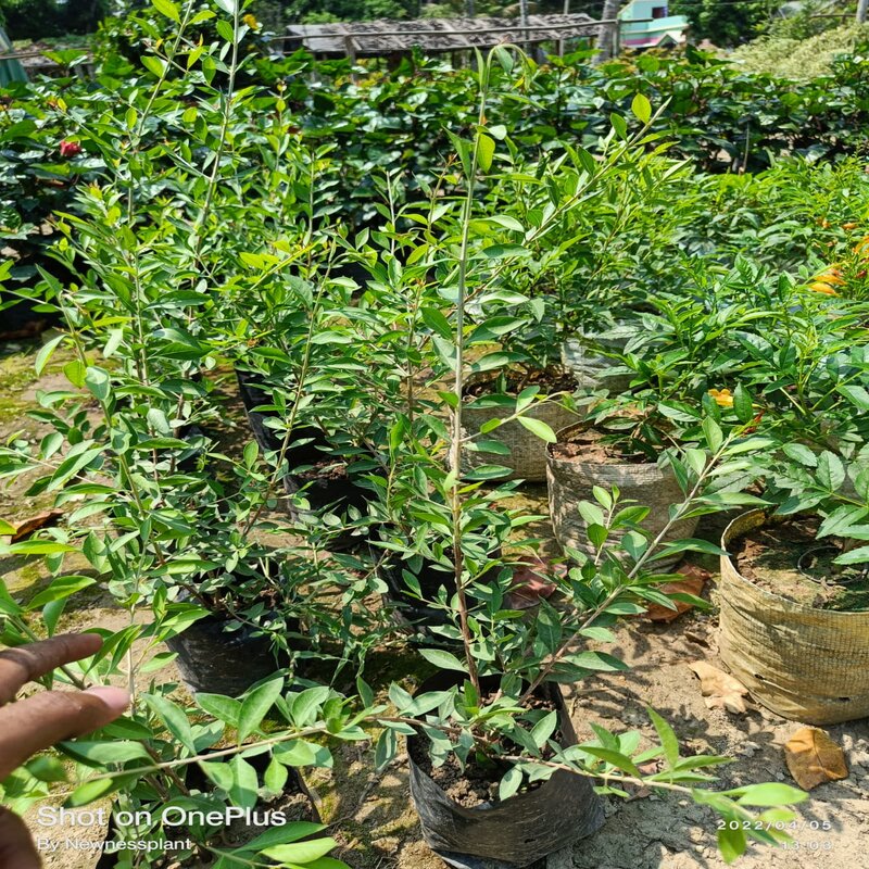 Henna Mehndi Herbal Plant/Maruthani Live Plant - 1 No : Amazon.in: Garden &  Outdoors