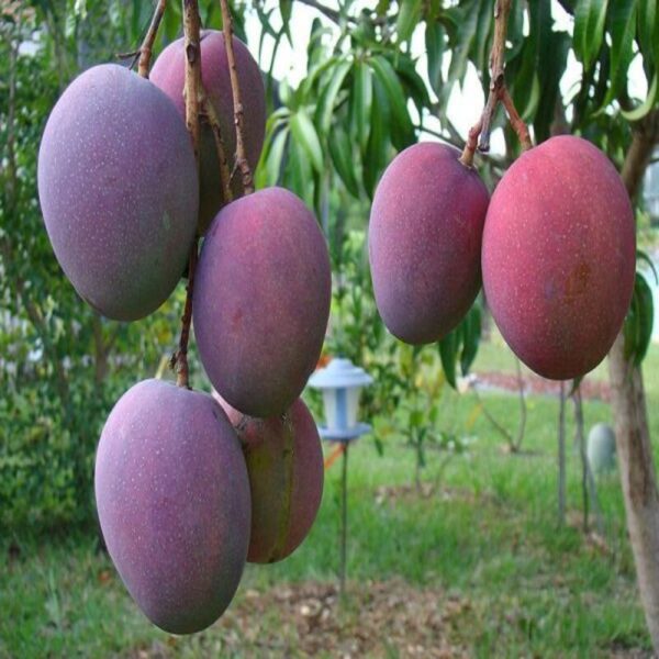 Palmer-Mango-Plant