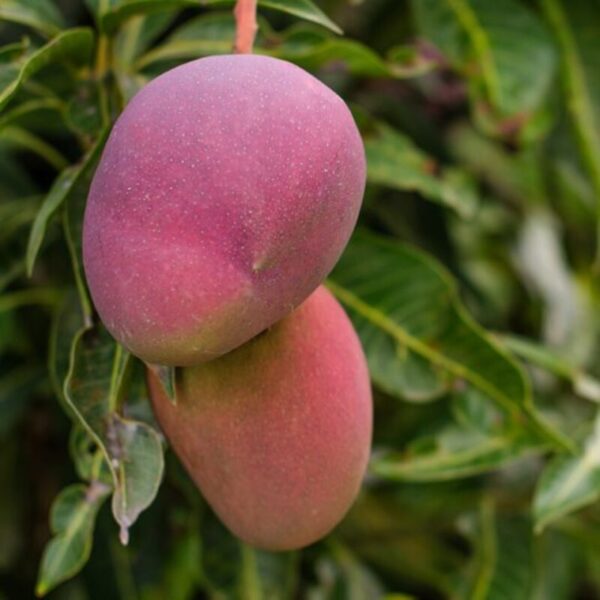 Red Palmer Mango Plant