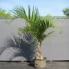 Sampen-Palm-Plant2