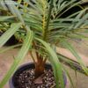 Sampen-Palm-Plant3