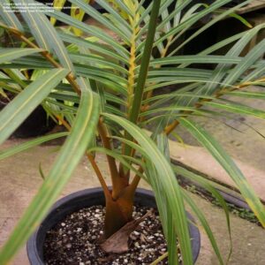 Sampen-Palm-Plant3