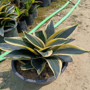 Snake Plant Dwarf Variety