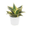 Snake-Plant-Dwarf-Variety 2