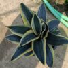 Snake-Plant-Dwarf-Variety 3