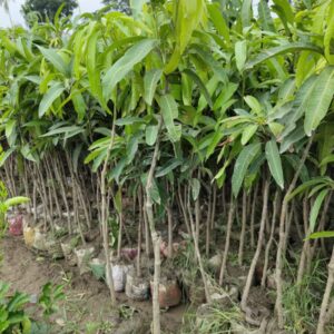 Miyazaki Mango plant