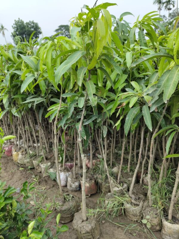 Miyazaki Mango plant