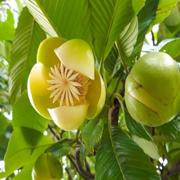 all-time-chalta-elephant-apple-plant2