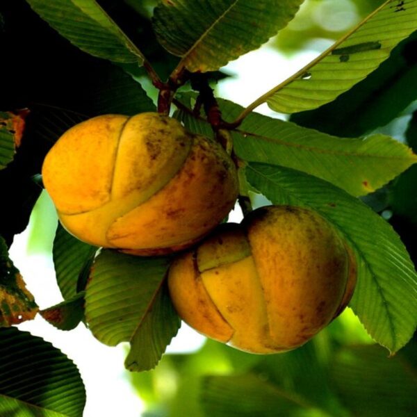 all-time-chalta-elephant-apple-plant