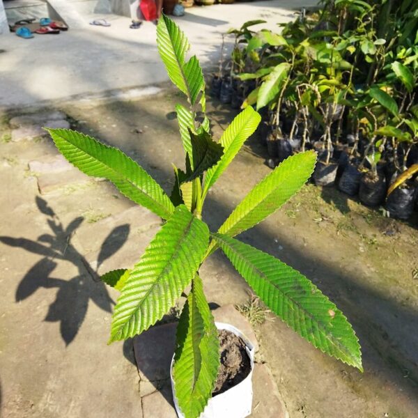 all-time-chalta-elephant-apple-plant3