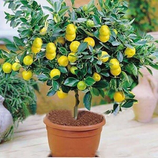 all-time-kagoji-lemon-plant2