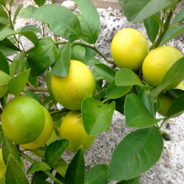 all-time-kagoji-lemon-plant3