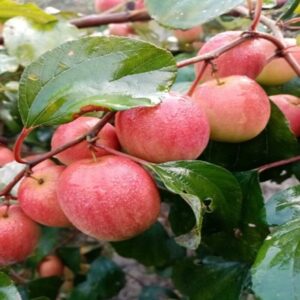 All time Red Apple Ber Fruit Plant