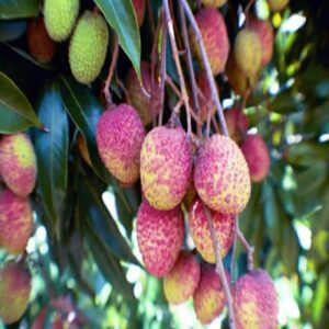 all-time-thai-variety-lychee-plant