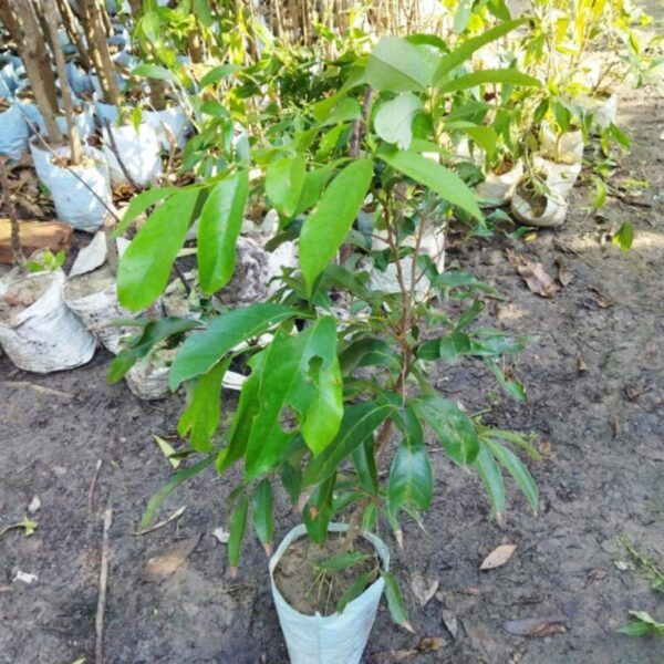 all-time-thai-variety-lychee-plant2