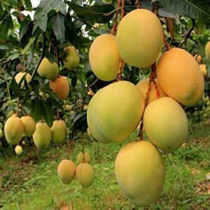 buy alphonso-mango-plant