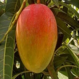 apple mango grafted plant