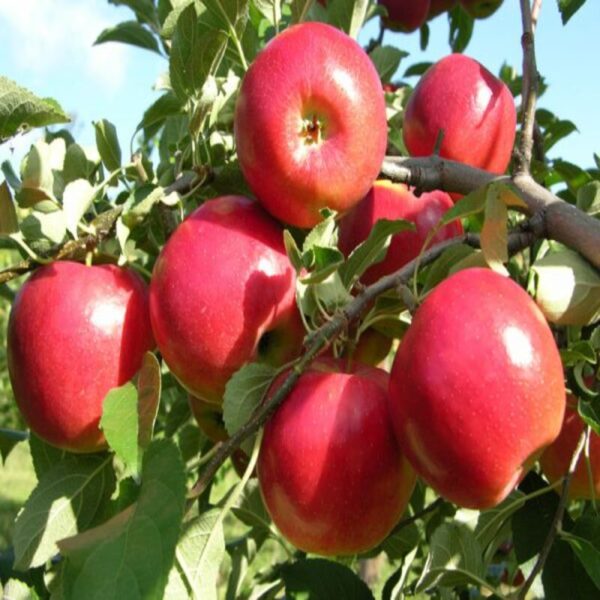 apple-plant-hrm-99