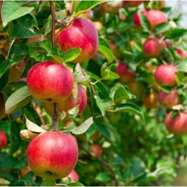 apple-plant-hrm-99-3