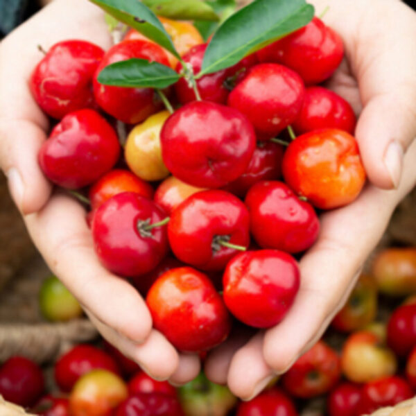 Barbados Cherry Fruit Plant