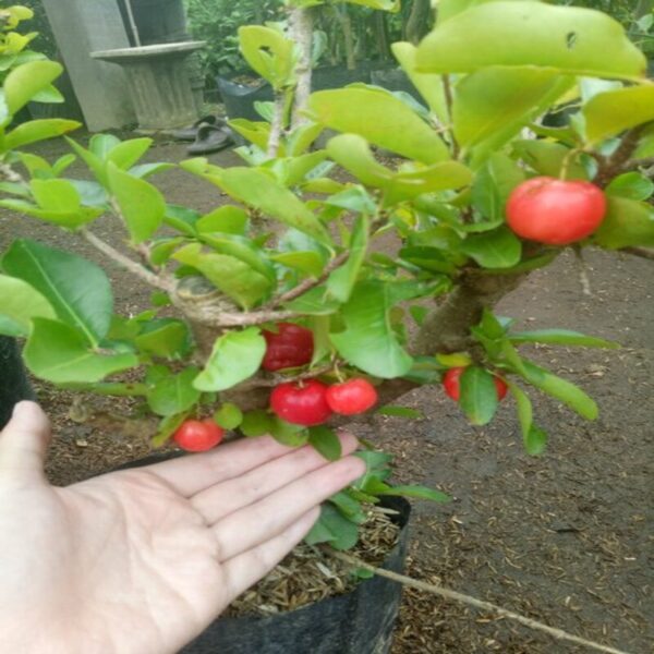 barbados-cherry-plant 3