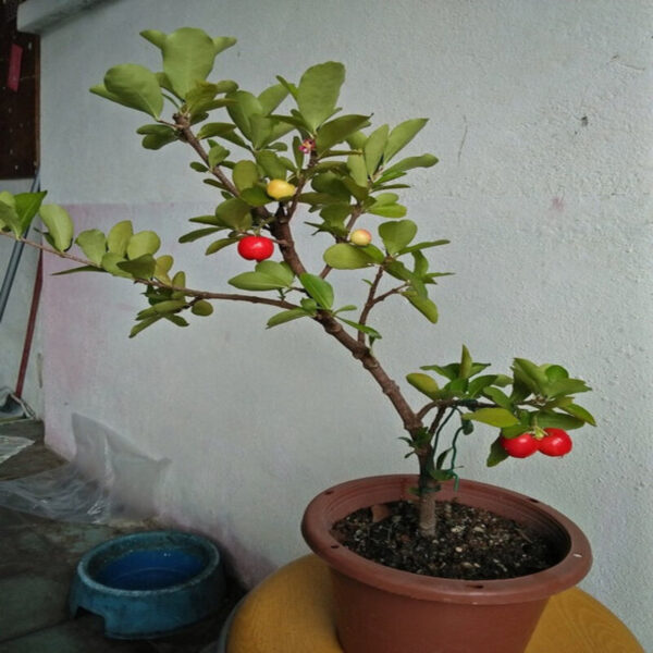 barbados-cherry-plant2