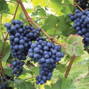 black-grapes-plant