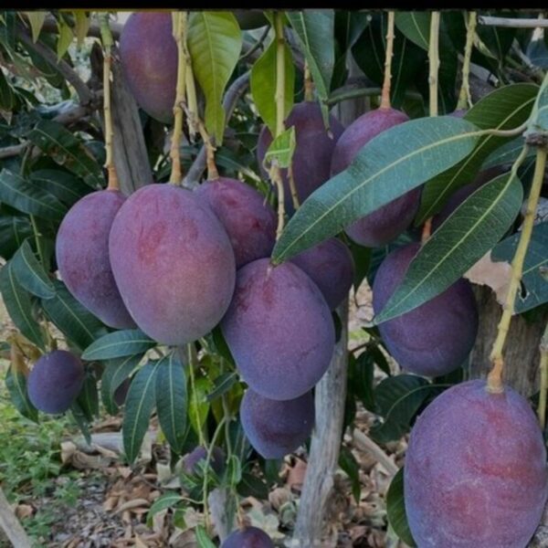 Black Stone Mango Plant