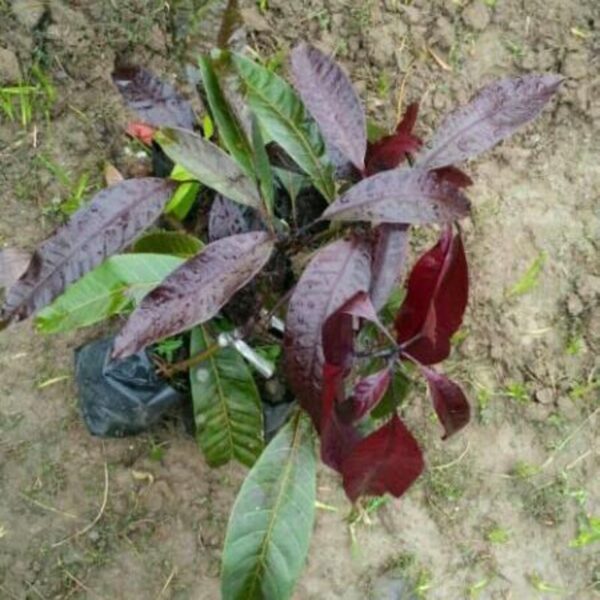 black-stone-mango-plant 2