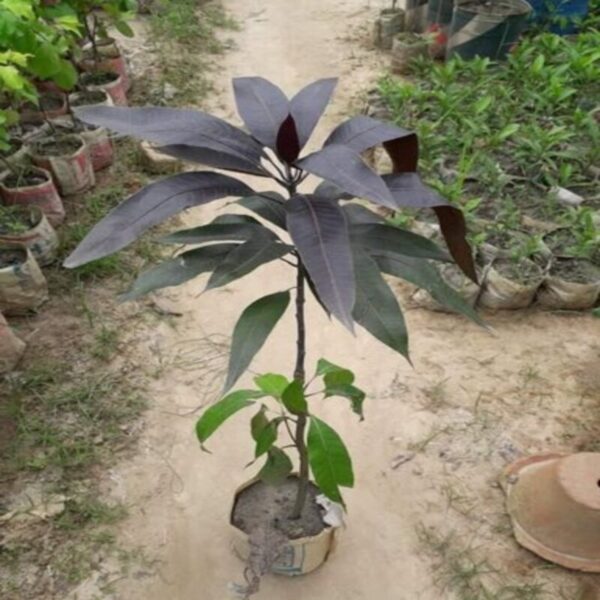 black-stone-mango-plant 3