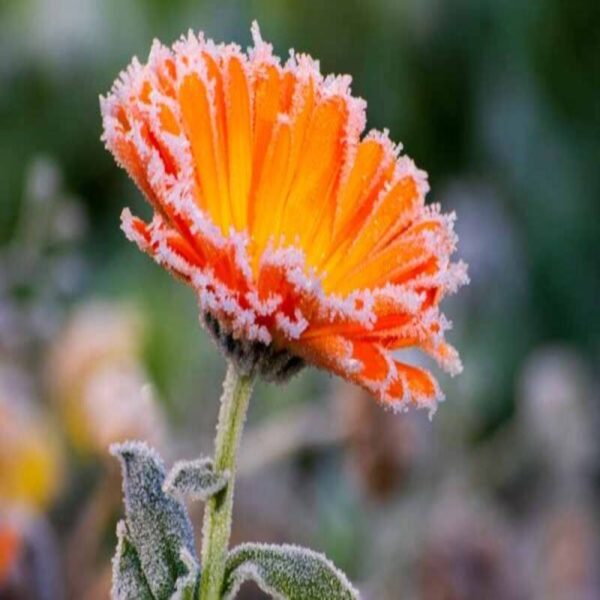 calendula-plant3