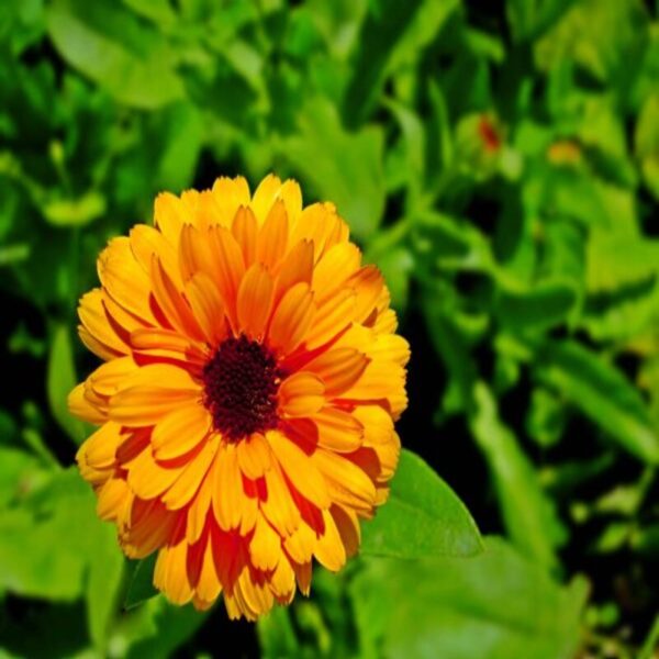 Calendula Flower Plant