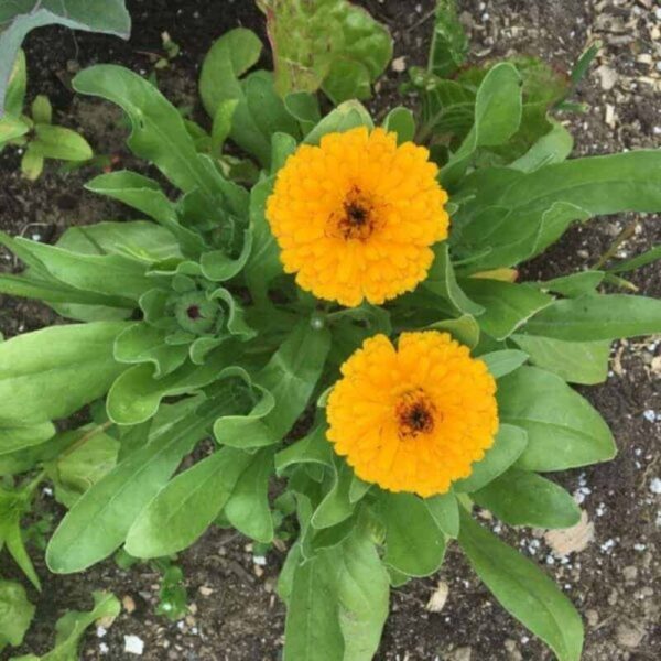 calendula-plant2