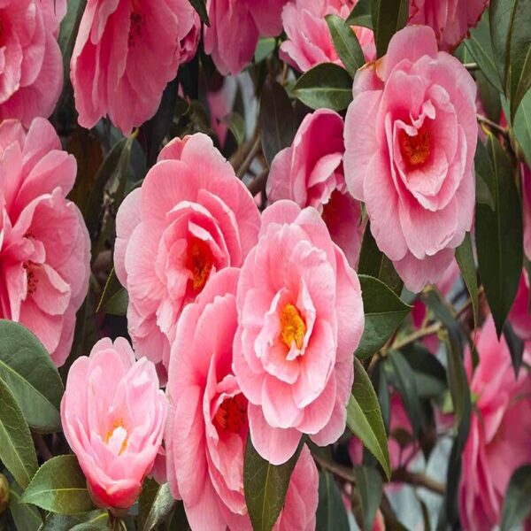 camellia-flower-plant-pink2