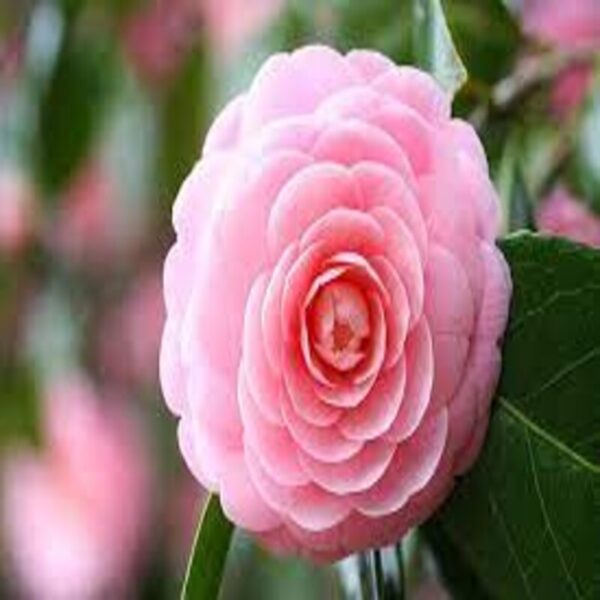 Camellia Flowering Plant Pink