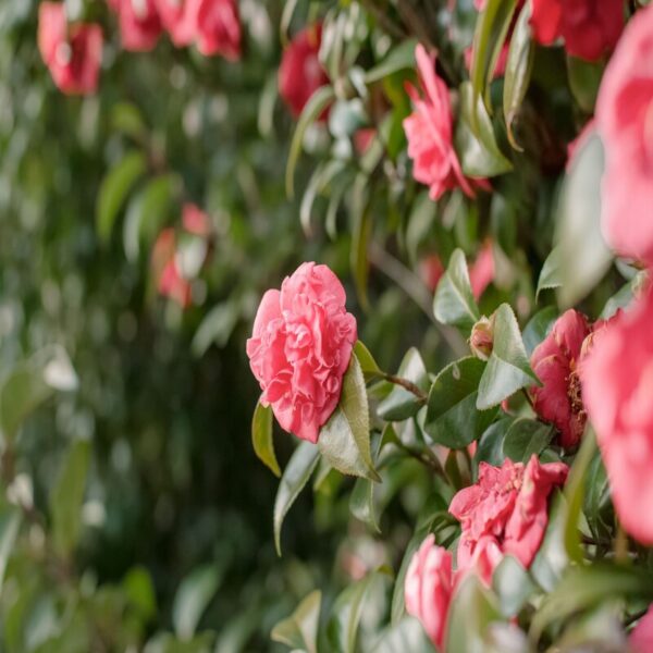 camellia-flower-plant-pink3