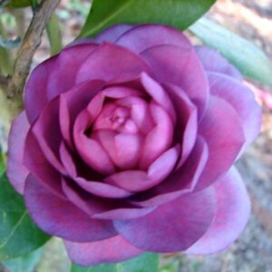 camellia-flower-plant-purple