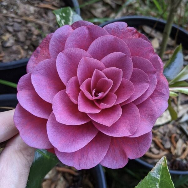 camellia-flower-plant-purple 3