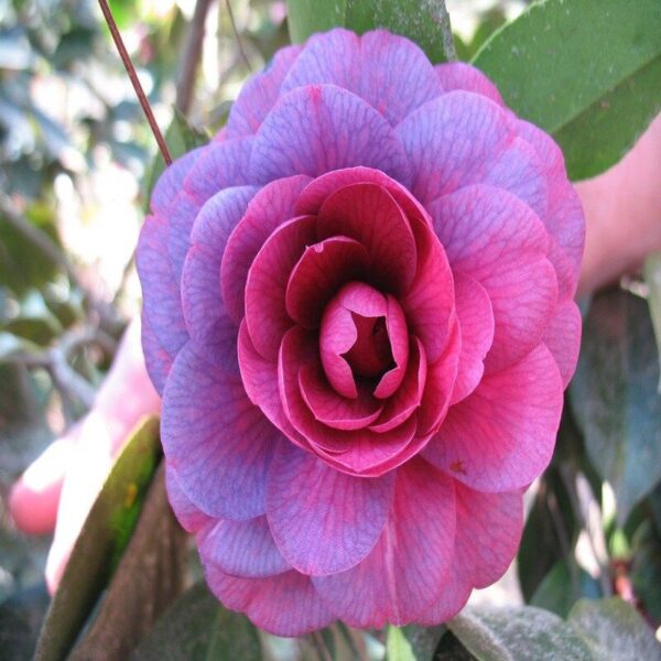 camellia-flower-plant-purple 2