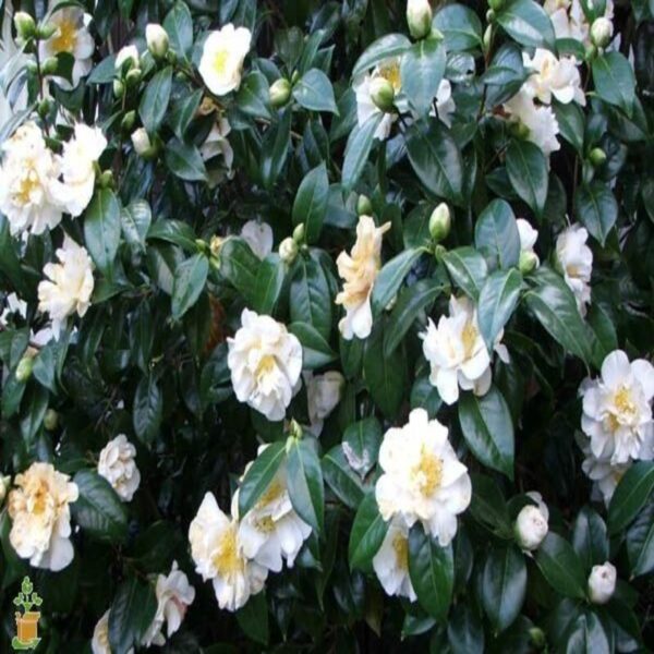 camellia-flower-plant-white 2