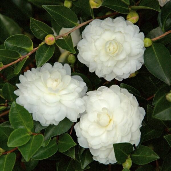 camellia-flower-plant-white3