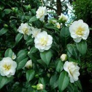 Camellia Flowering Plant (White)