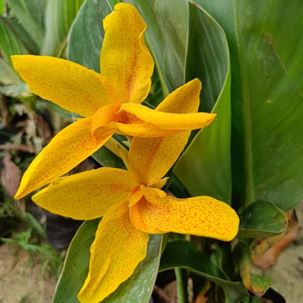 Chena Lily Flower Plant